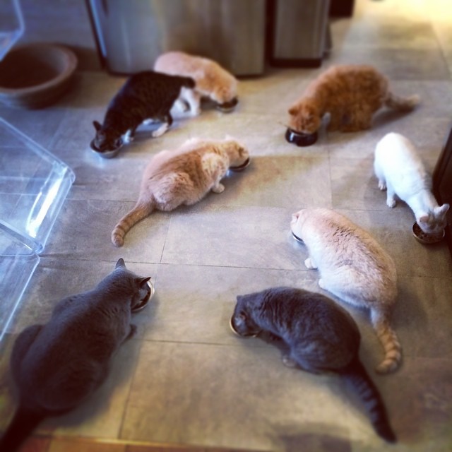 10632321_377798332375911_1047644633_n