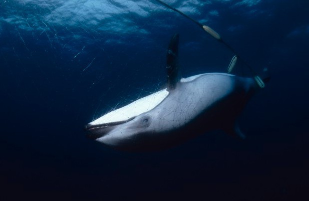 Screen Shot 2018-01-10 at 7.04.05 PM