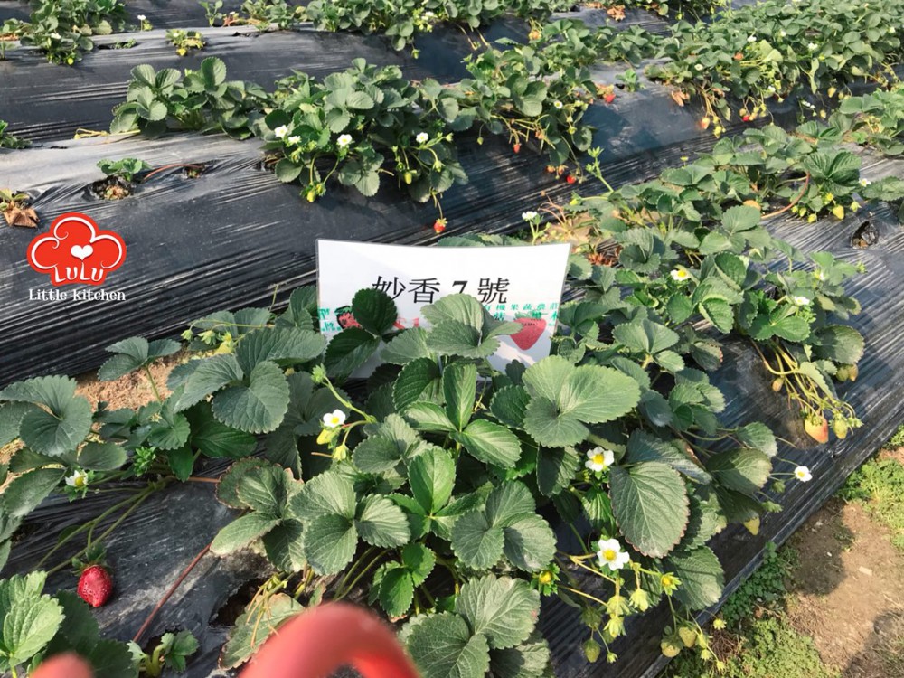 photo6106942556152637462