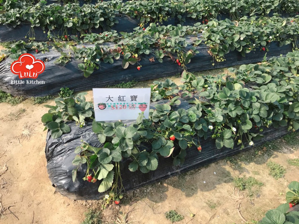 photo6106942556152637465