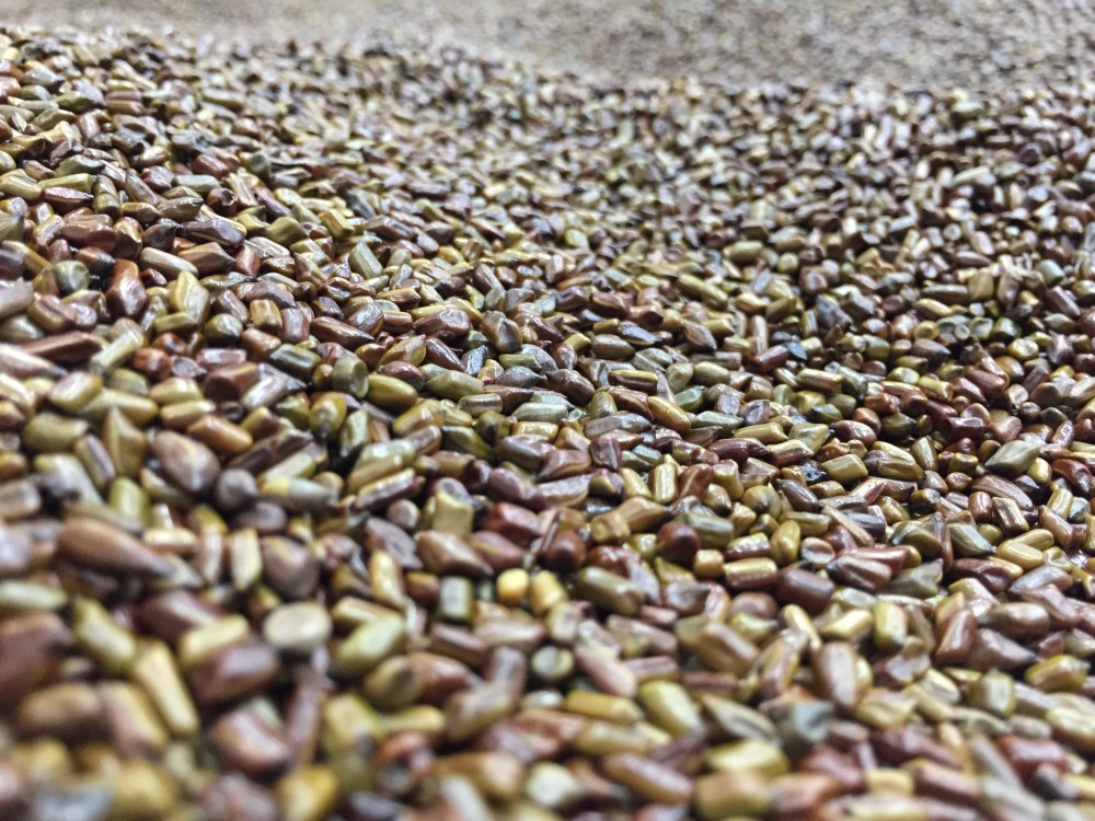 shutterstock_1098929075