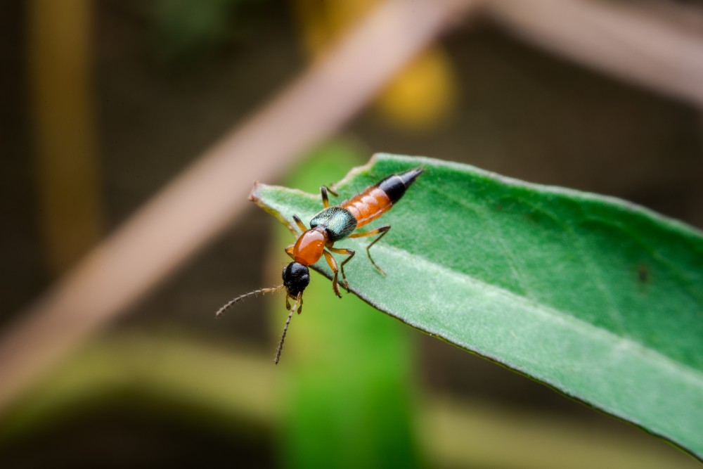 shutterstock_732498532