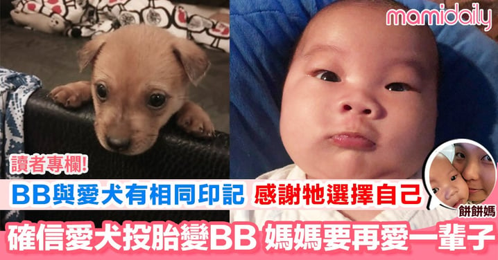 【愛犬投胎變天使BB? 佛系餅餅媽的小小心得 (二)】