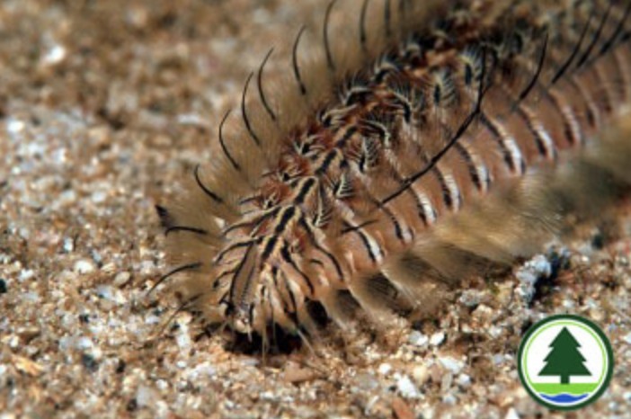 漁農自然護理署