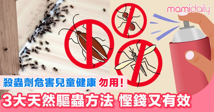 3大天然驅蟲方法 趕走蚊蟲、曱甴、螞蟻