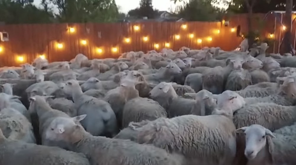 圖片授權：ViralHog YouTube