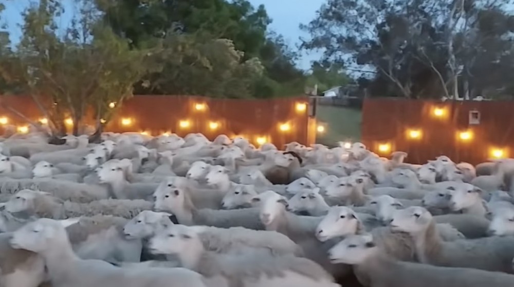 圖片授權：ViralHog YouTube