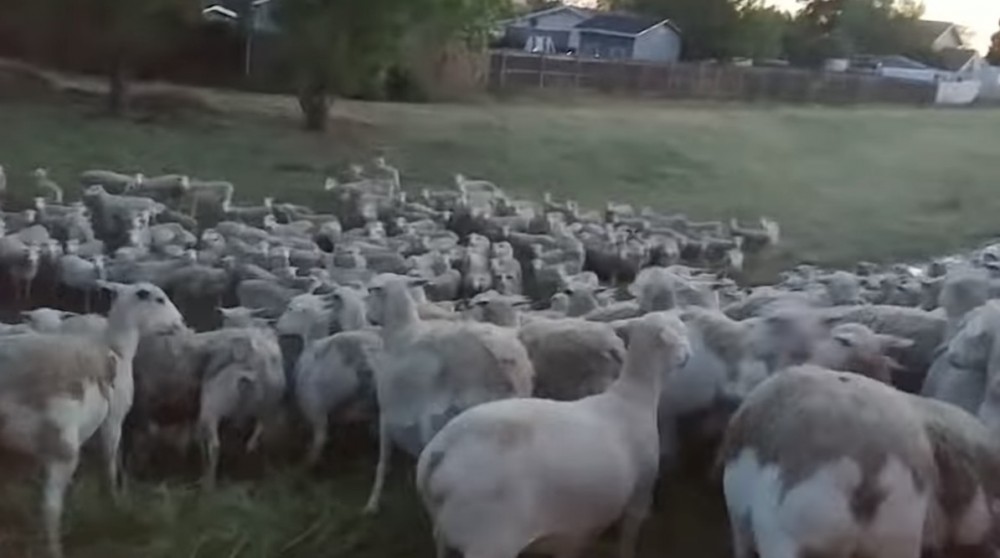 圖片授權：ViralHog YouTube