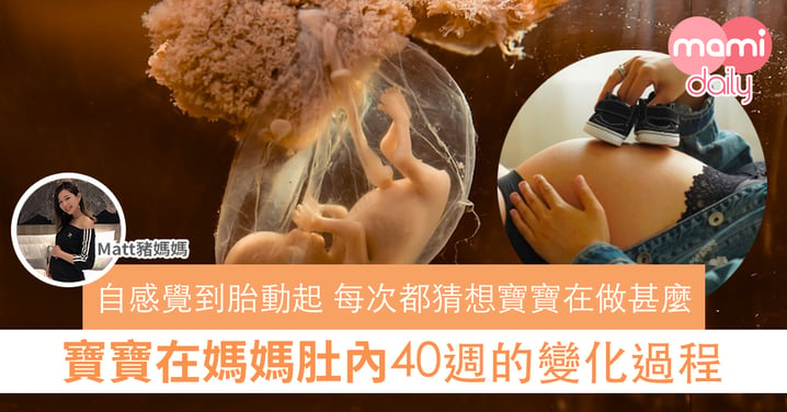 【懷孕過程】媽媽的好奇｜好奇寶寶在肚內做甚麼？40週的變化過程～