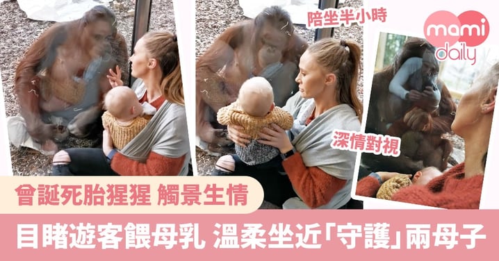 曾誕死胎大受打擊 母猩猩目睹遊客餵母乳 溫柔坐近不願離開