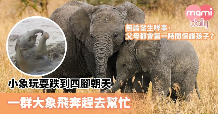 【場面可愛】父母都會第一時間保護孩子?小象玩耍跌到四腳朝天 一群大象飛奔趕去幫忙