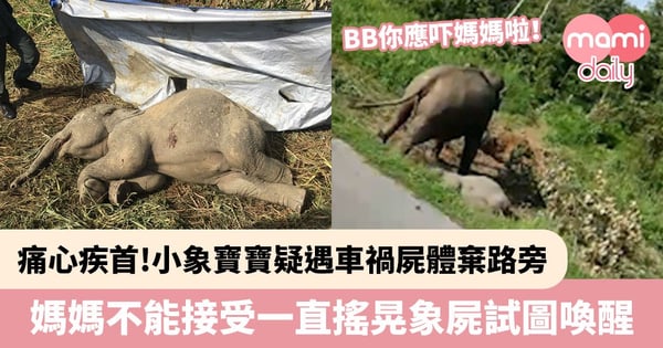 【痛心疾首】小象寶寶疑遇車禍屍體棄路旁　大象媽媽不能接受一直搖晃象屍試圖喚醒孩子