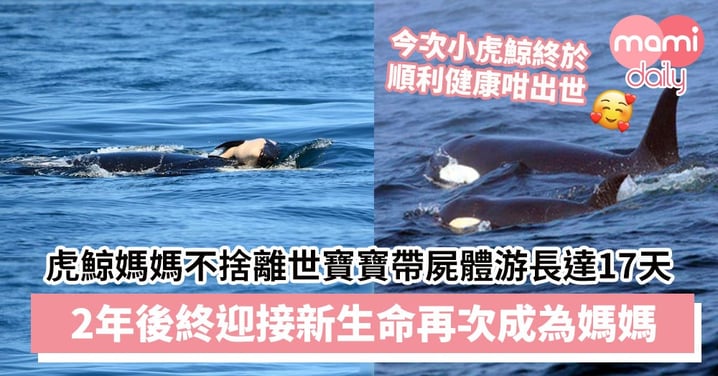 【迎接新生命】虎鯨媽媽不捨離世鯨寶寶帶屍體游長達17天　2年後終懷孕再次成為媽媽