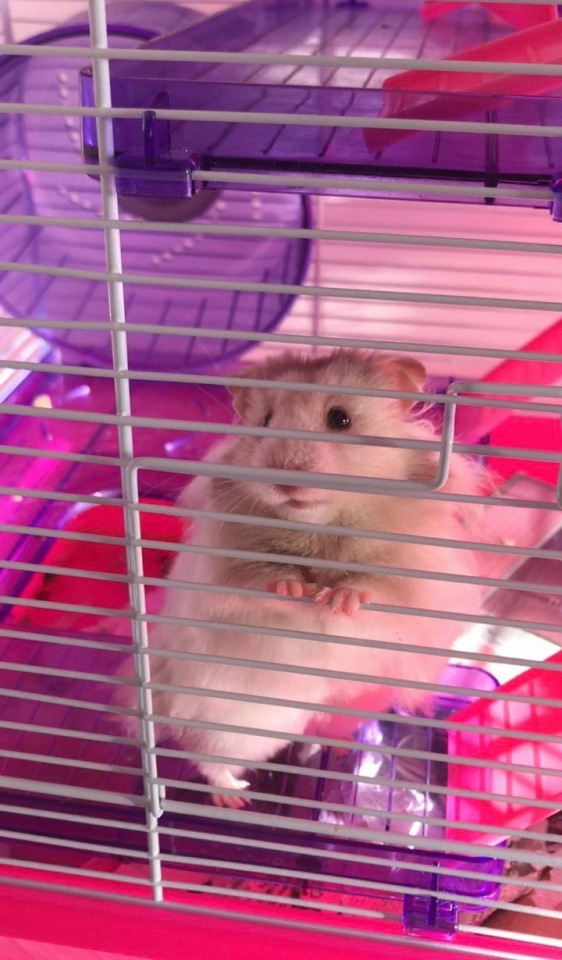 倉鼠細小又可愛，是不是孩子的理想寵物