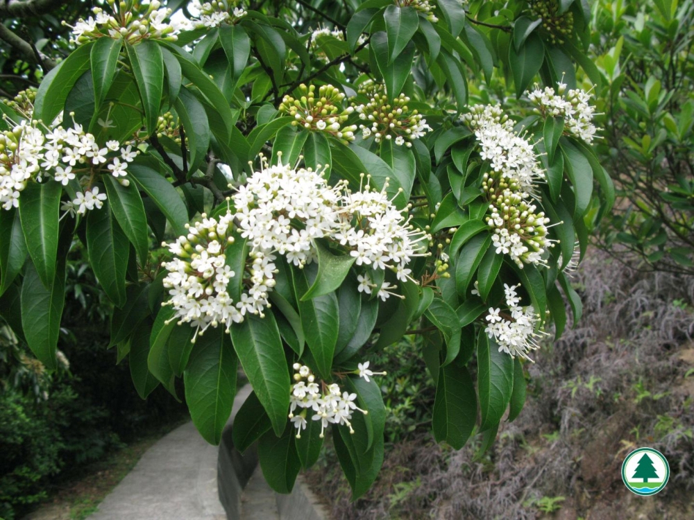 薄扶林樹木研習徑是香港首條以介紹本地樹木品種為主的樹木研習徑