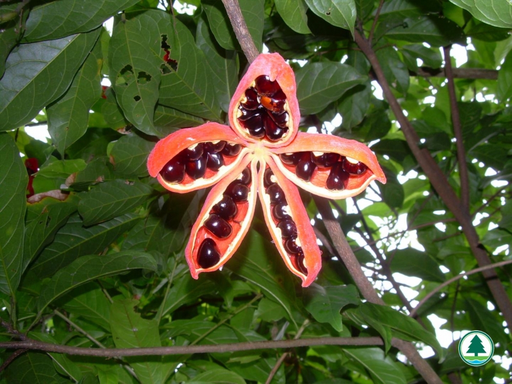 薄扶林樹木研習徑有不少樹木品種