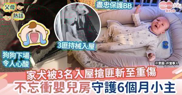 【義犬報恩】忠犬被3名入屋搶匪斬至重傷 不忘衝嬰兒房守護6個月小主 下場令人心酸