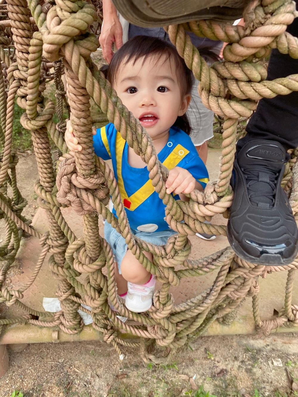 大棠有機生態園繩網陣。