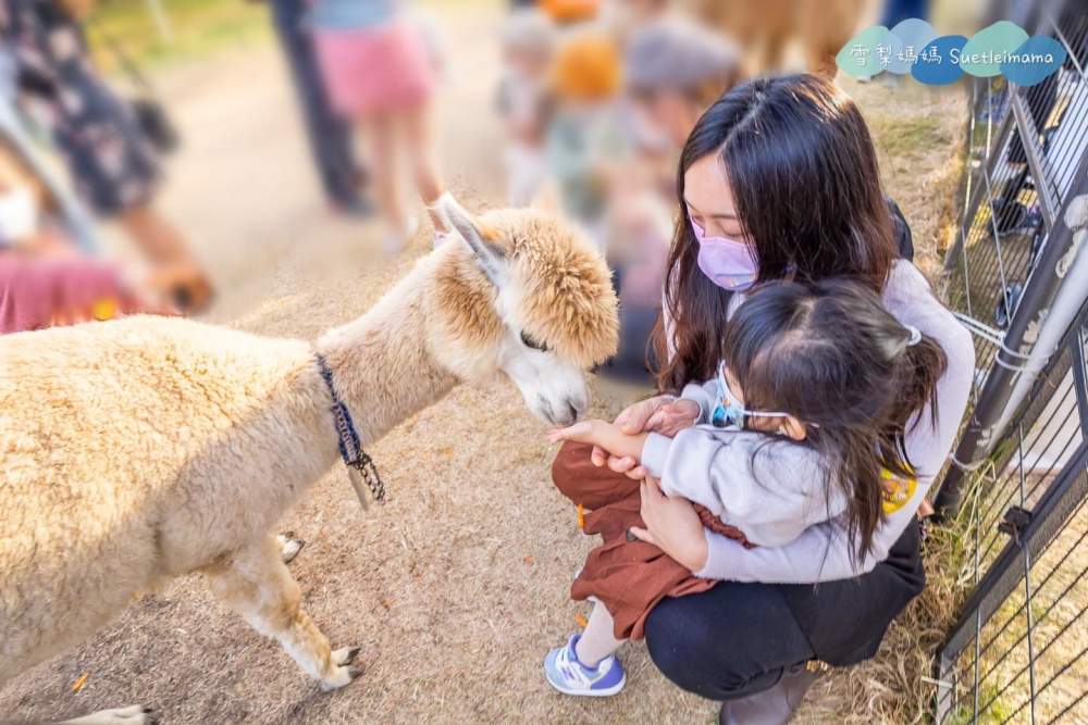 有機薈低碳農莊（菠蘿園）可以見到可愛的羊駝！