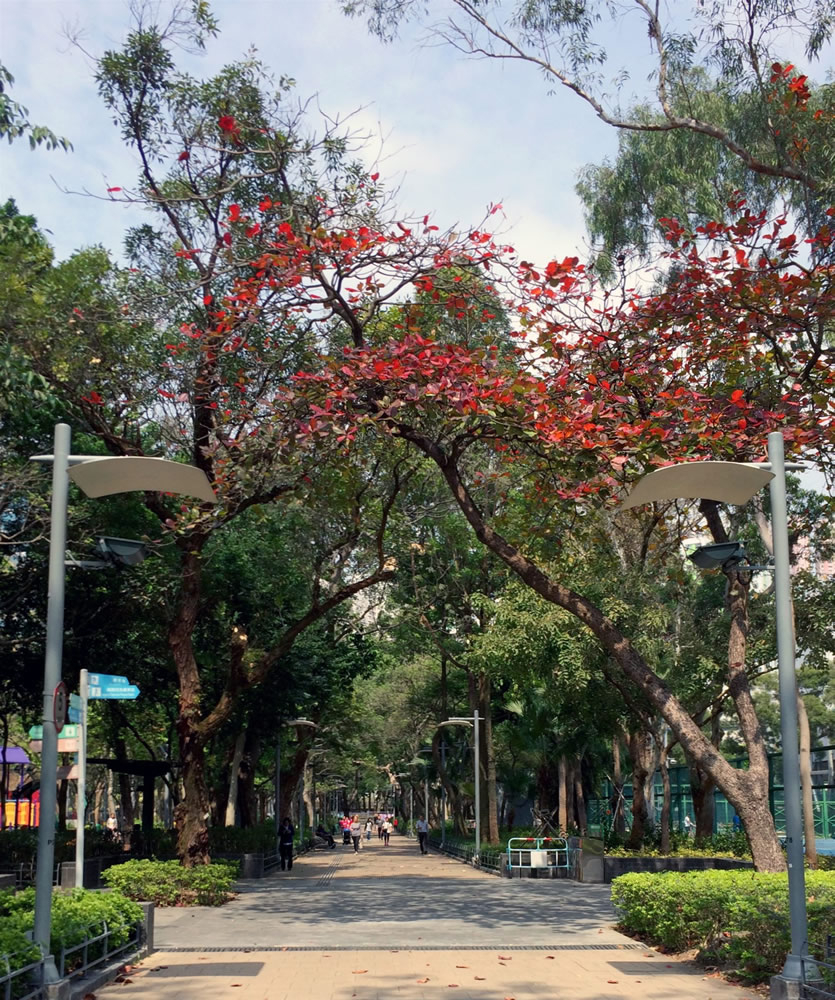 維多利亞公園佔地約19公頃並為港島區最大的公園