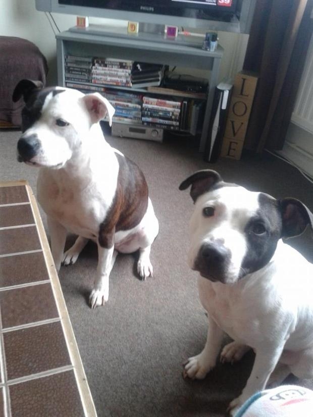 獸醫法醫專家表示，狗可能會把男嬰視為獵物或是有聲響的玩具。