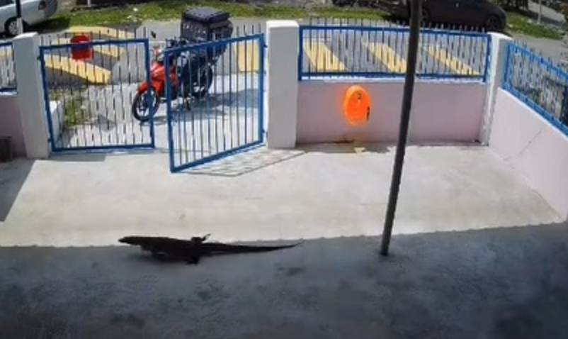 這位快遞員就表示，自己只是想幫她趕走庭園裏的巨蜥。