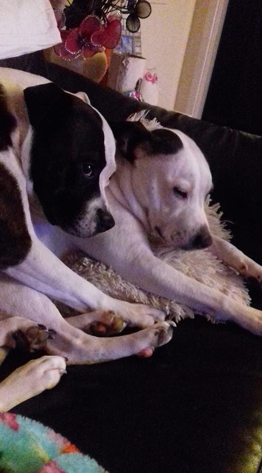 意外發生後，兩頭狗狗已遭人道毀滅。