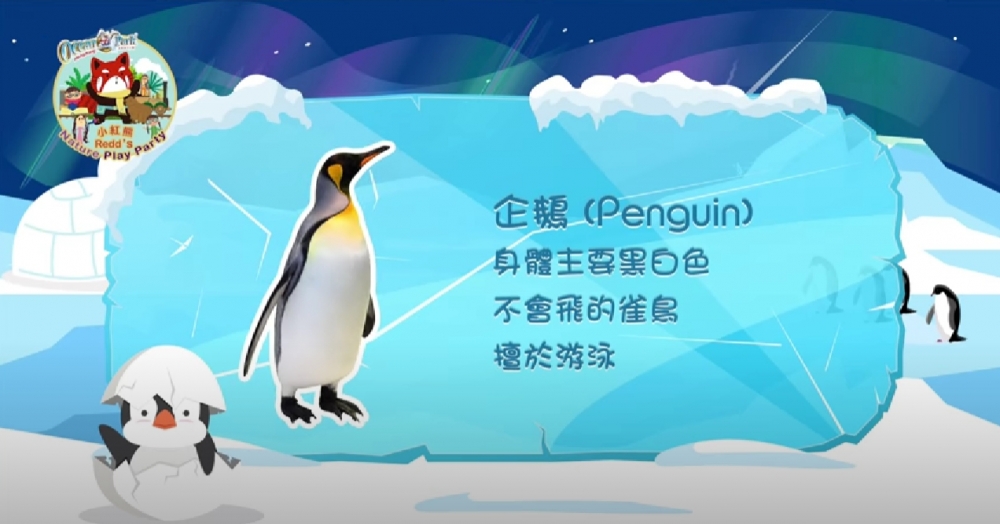 影片會介紹不同動物的習性。