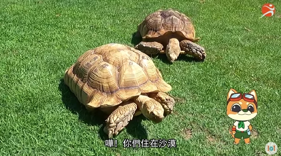 101入門教室的動物系列最啱小朋友觀看。