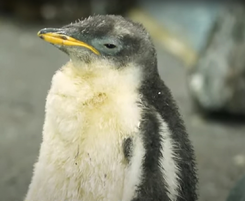 以輕鬆方法,認識動物及大自然。