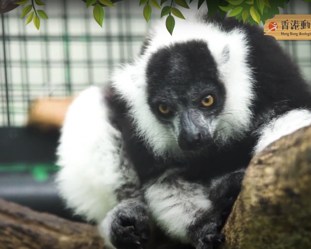 想不想認識領狐猴呢?