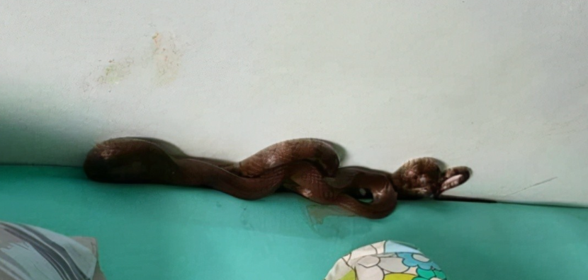 媽媽看到枕頭下近牆身的位置，有一條約長2米的黑蛇。