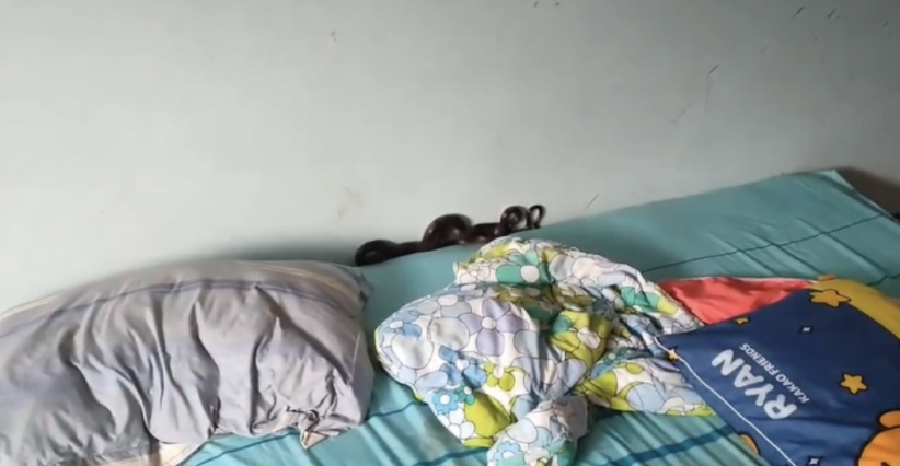 媽媽隔天揭起孩子的枕頭，隨即嚇到帶着子女逃跑。