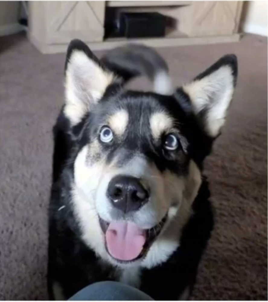 人夫的家犬個性乖巧,只是開心時會較激動。