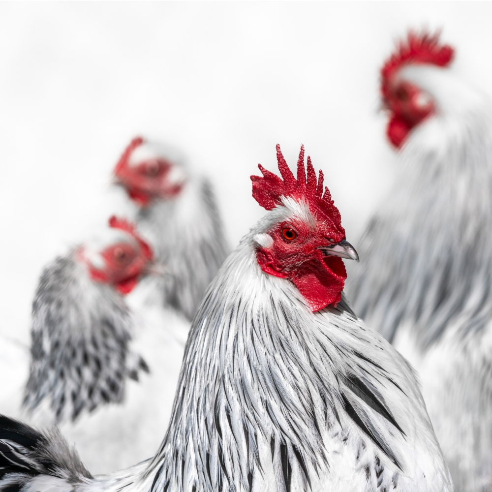 雞姓是中國嶺南地區的特有姓氏