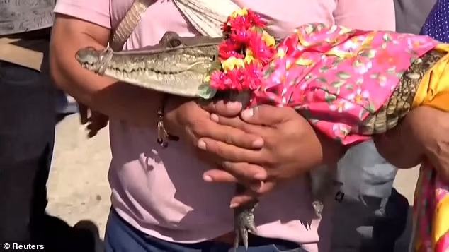 7歲的母短吻鱷「小公主」（Little Princess）