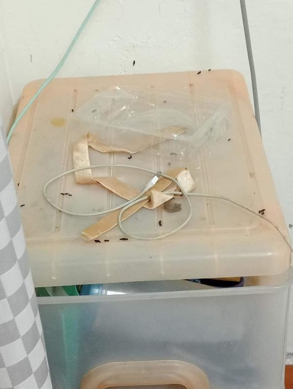 隨處也能發現老鼠屎。