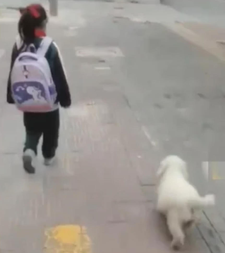 小二女兒被懲罰自行上學，狗狗每天陪同