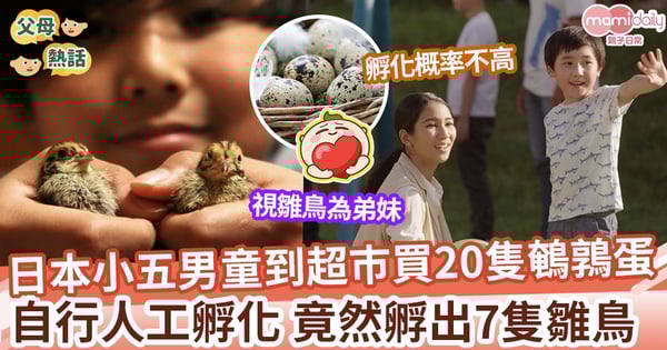 【孵化小鵪鶉】小5男童熱愛動物  超市買20隻鵪鶉蛋自行人工孵化