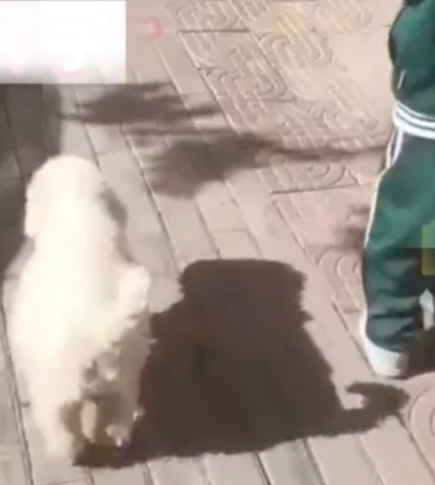 狗狗即使懷孕也連續10天護送小主人上學