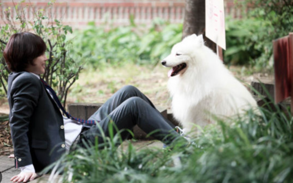 網民紛紛讚狗狗很可愛