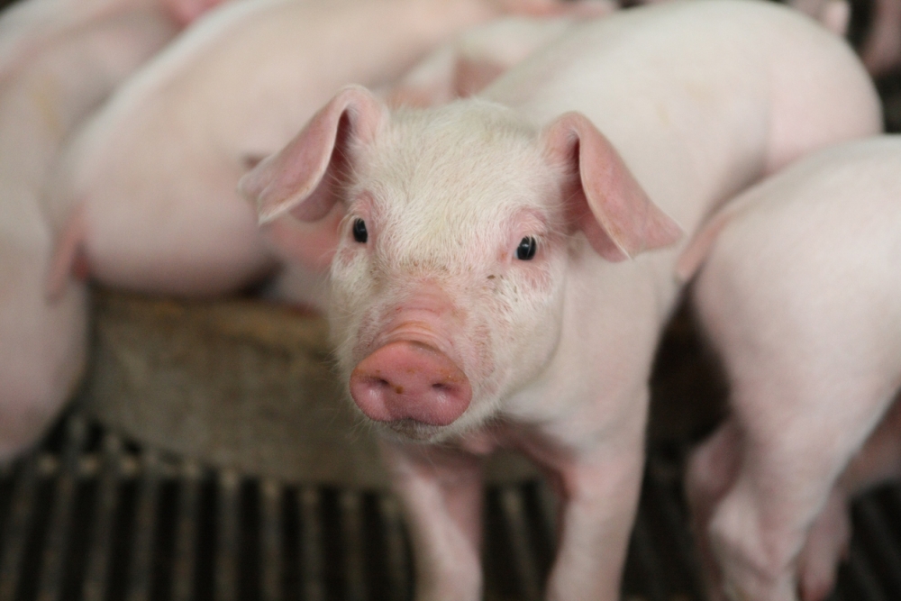 阿爸形容餵豬也不會食，令女網友好受傷。