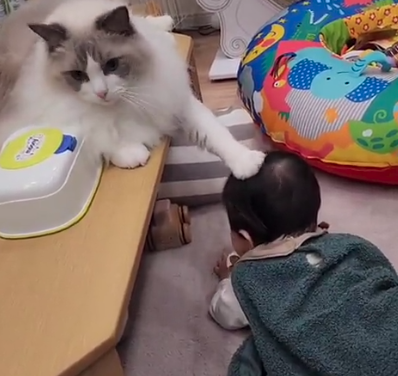 貓咪見到兒子有危險，即時伸手救兒子