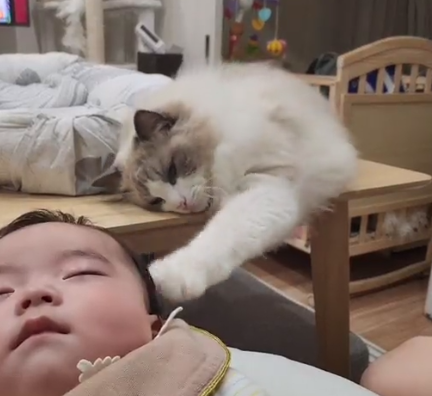 貓咪發現兒子已經睡着，如媽媽般輕輕伸手撫摸兒子的頭