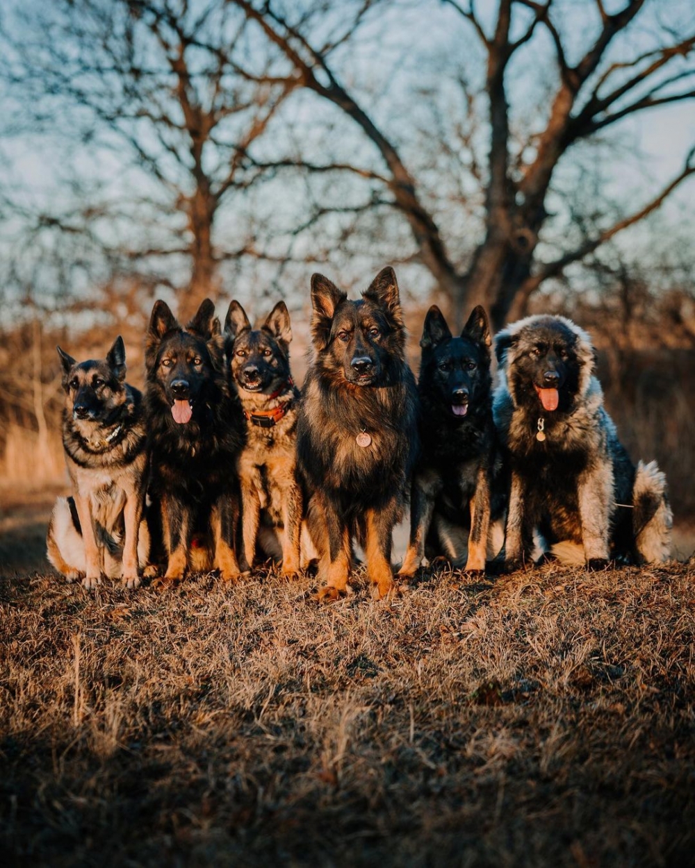 陪伴River的英俊帥氣德國牧羊犬。