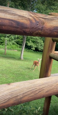 母鹿應該受到寶寶的哭聲影響,才會在母子附近待這麼久。