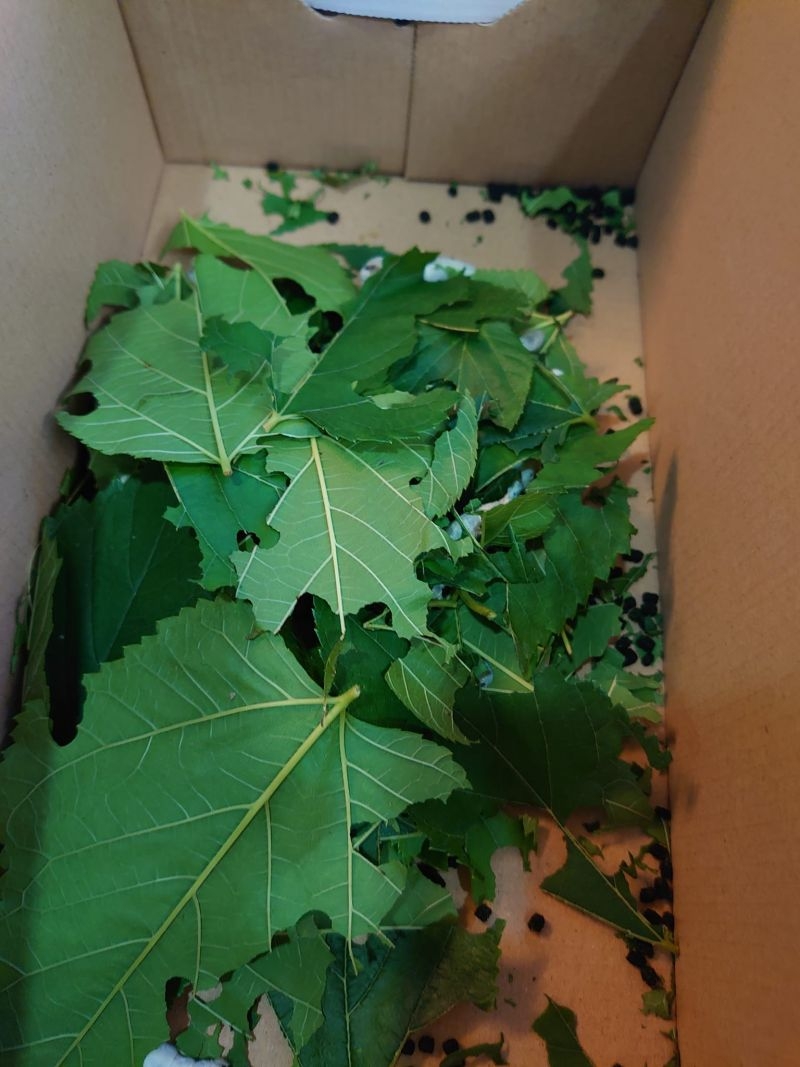 孩子常識科的重點戲就是要養蠶寶寶