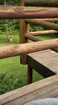 媽媽表示:「當時突然有隻鹿從樹林中衝出來,真的把我嚇到」。