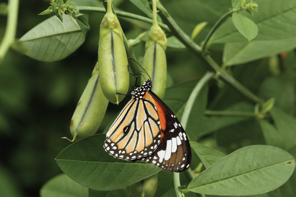 「蝴蝶多面睇」認識香港蝴蝶。