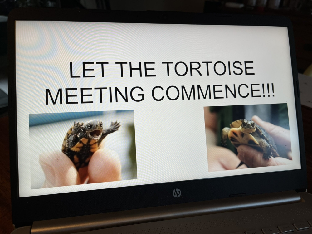 幻燈片第一句便是「讓烏龜會議開始」(Let the tortoise meeting commence)。